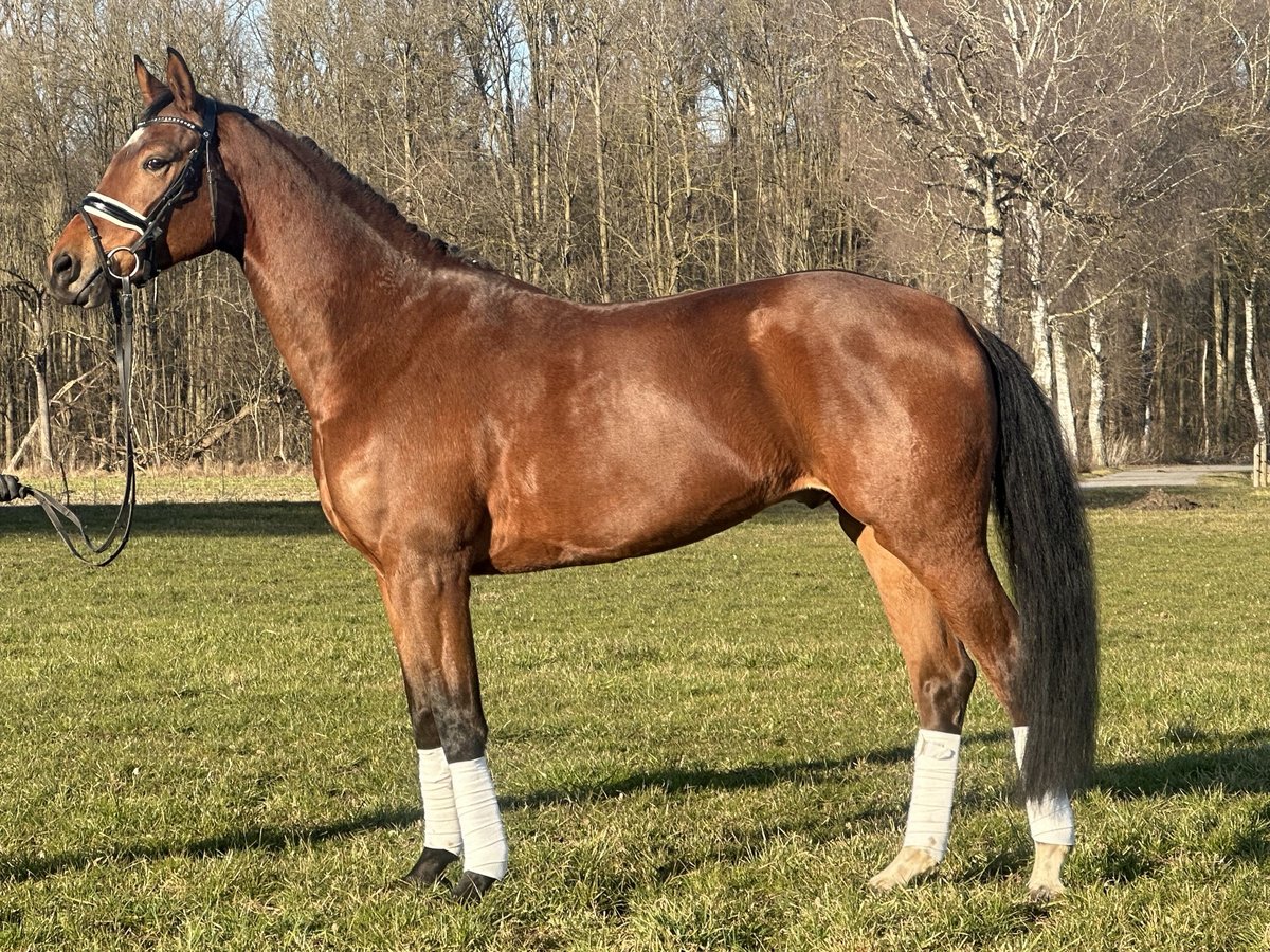 Westphalian Gelding 5 years 16,1 hh Brown in Riedlingen