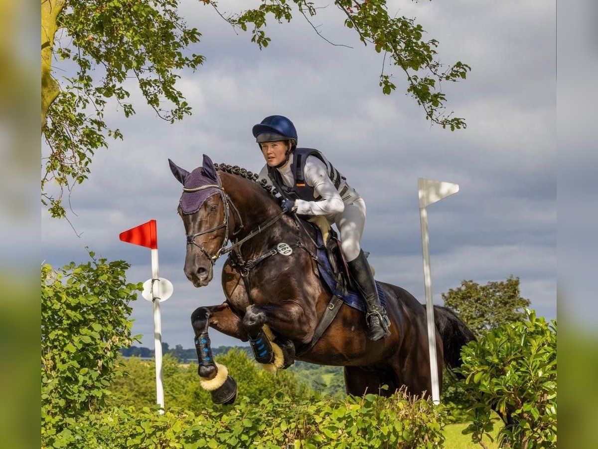 Westphalian Gelding 5 years 16,1 hh Brown in Rhede