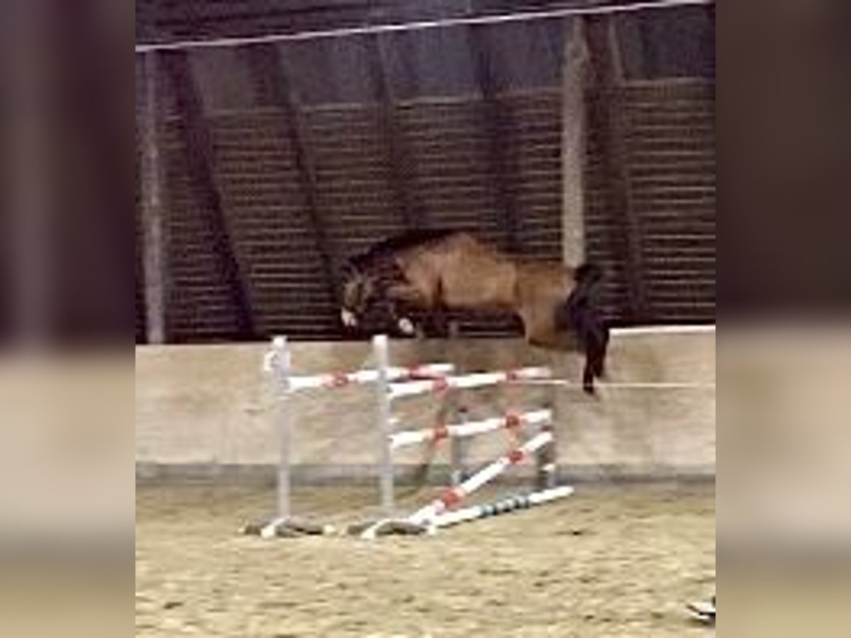 Westphalian Gelding 5 years 16,1 hh Brown-Light in Königslutter am Elm