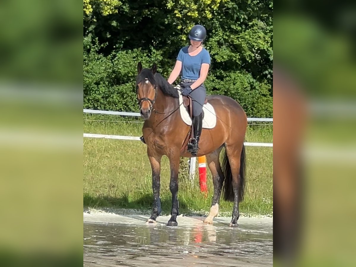 Westphalian Gelding 5 years 16,2 hh Bay-Dark in Menden