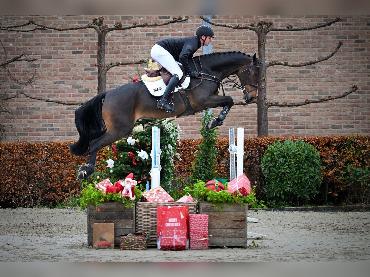 Westphalian Gelding 5 years 16,2 hh Bay-Dark in Bladel