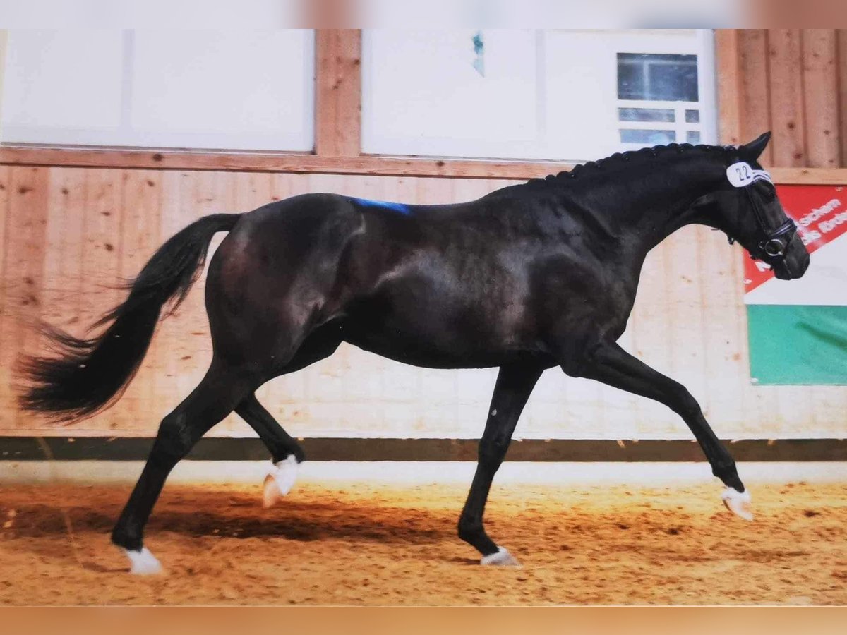 Westphalian Gelding 5 years 16,2 hh Black in Hamburg Rahlstedt