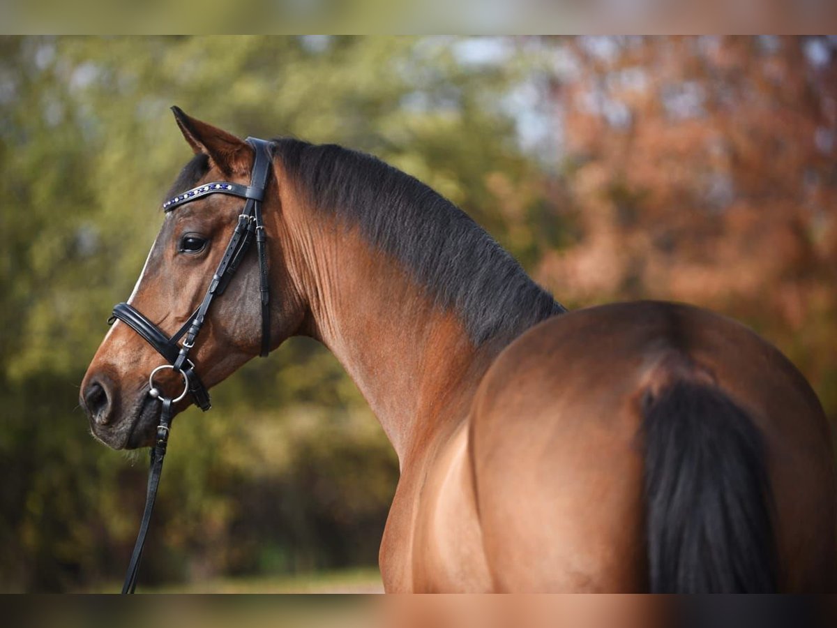 Westphalian Gelding 5 years 16,2 hh Brown in Deil