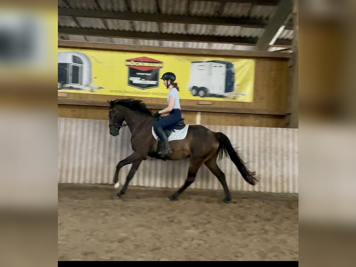 Westphalian Gelding 5 years 16 hh Bay-Dark in Schenklengsfeld