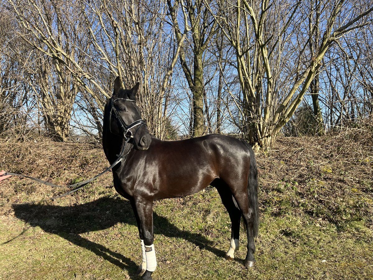 Westphalian Gelding 5 years 16 hh Black in Bochum