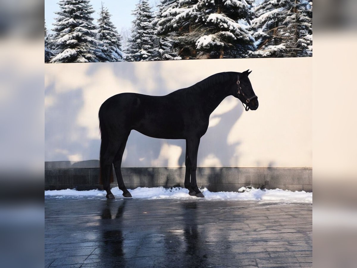 Westphalian Gelding 5 years 16 hh Black in Kroatisch Minihof / Mjenovo