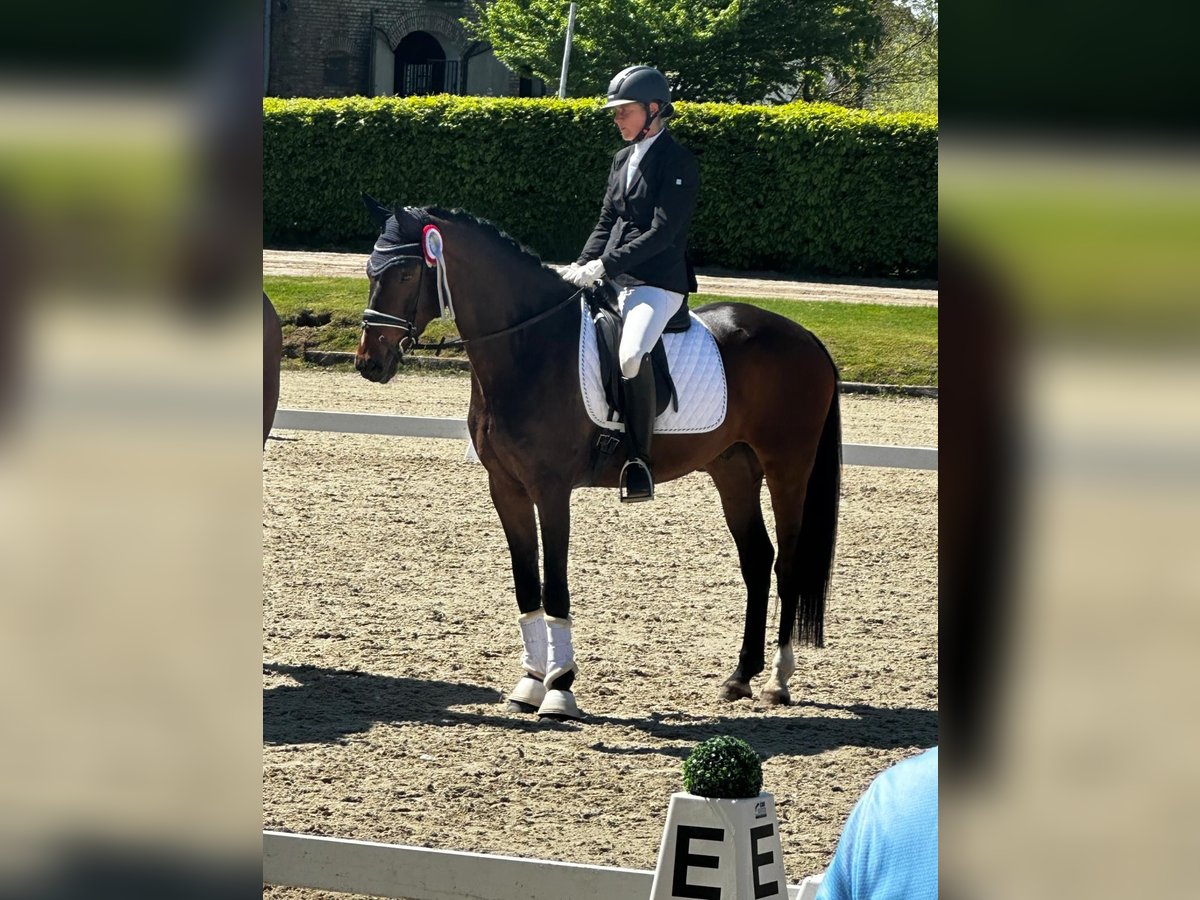 Westphalian Gelding 5 years 16 hh Brown in M&#xFC;nster