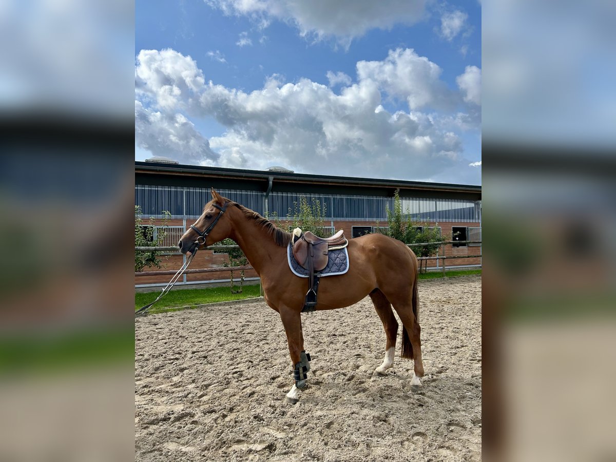 Westphalian Gelding 5 years 16 hh Chestnut-Red in Neuenkirchen