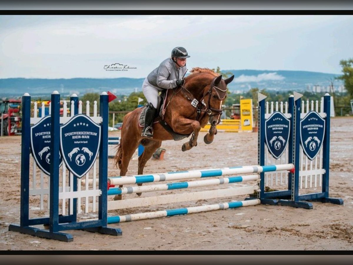 Westphalian Gelding 5 years 16 hh Chestnut-Red in Nieder-Olm