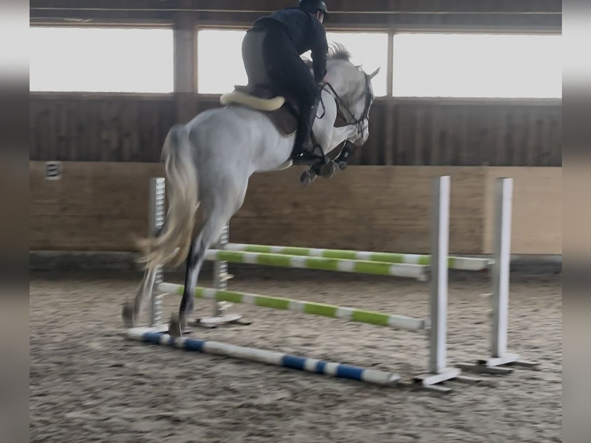 Westphalian Gelding 5 years 16 hh Grey in Sch&#xFC;pfen