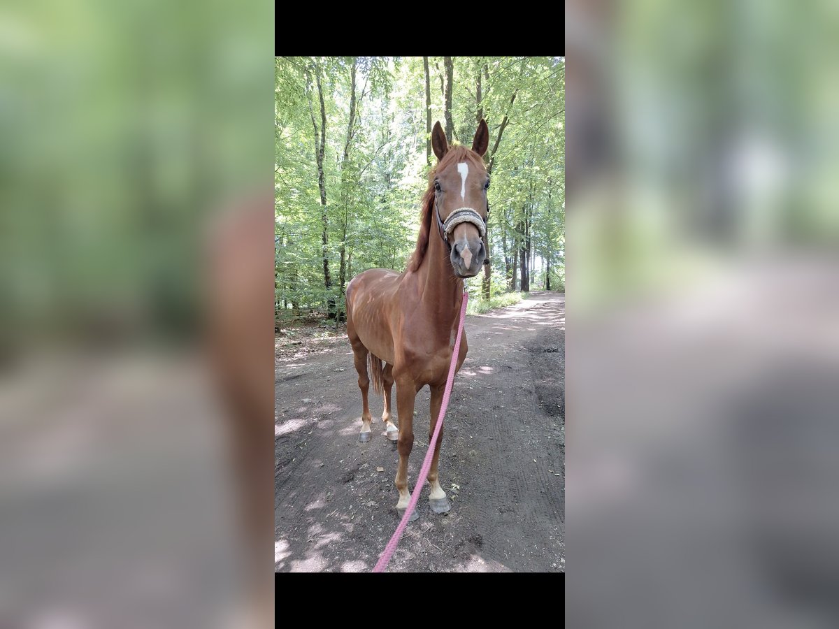 Westphalian Gelding 5 years 16 hh Sorrel in Radevormwald