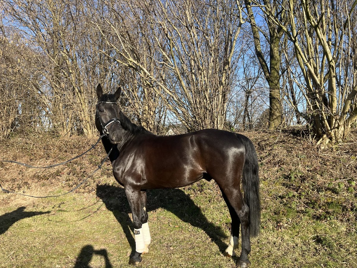 Westphalian Gelding 5 years 16,1 hh Black in Bochum