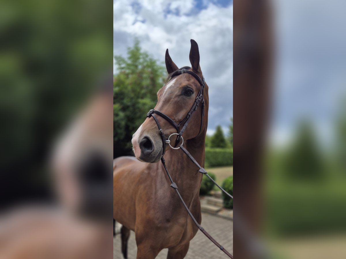 Westphalian Gelding 5 years 16,1 hh Brown in Willich
