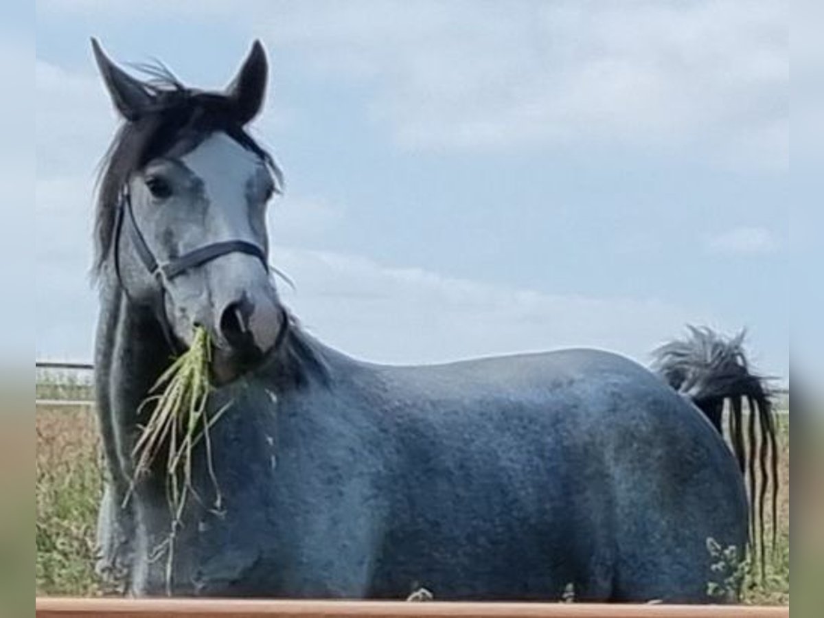 Westphalian Gelding 5 years 16,1 hh Grey in Dornburg