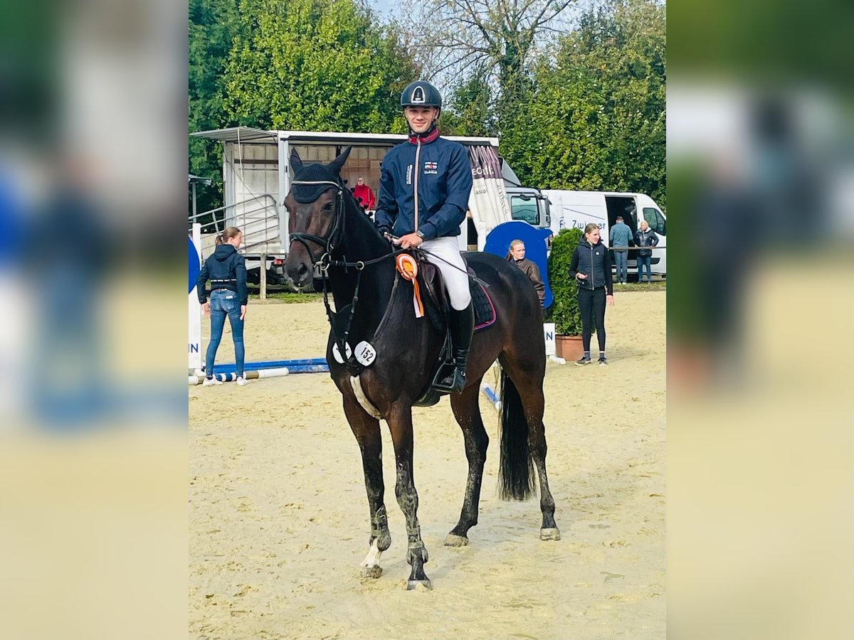 Westphalian Gelding 5 years 16,2 hh Bay-Dark in Altenberge