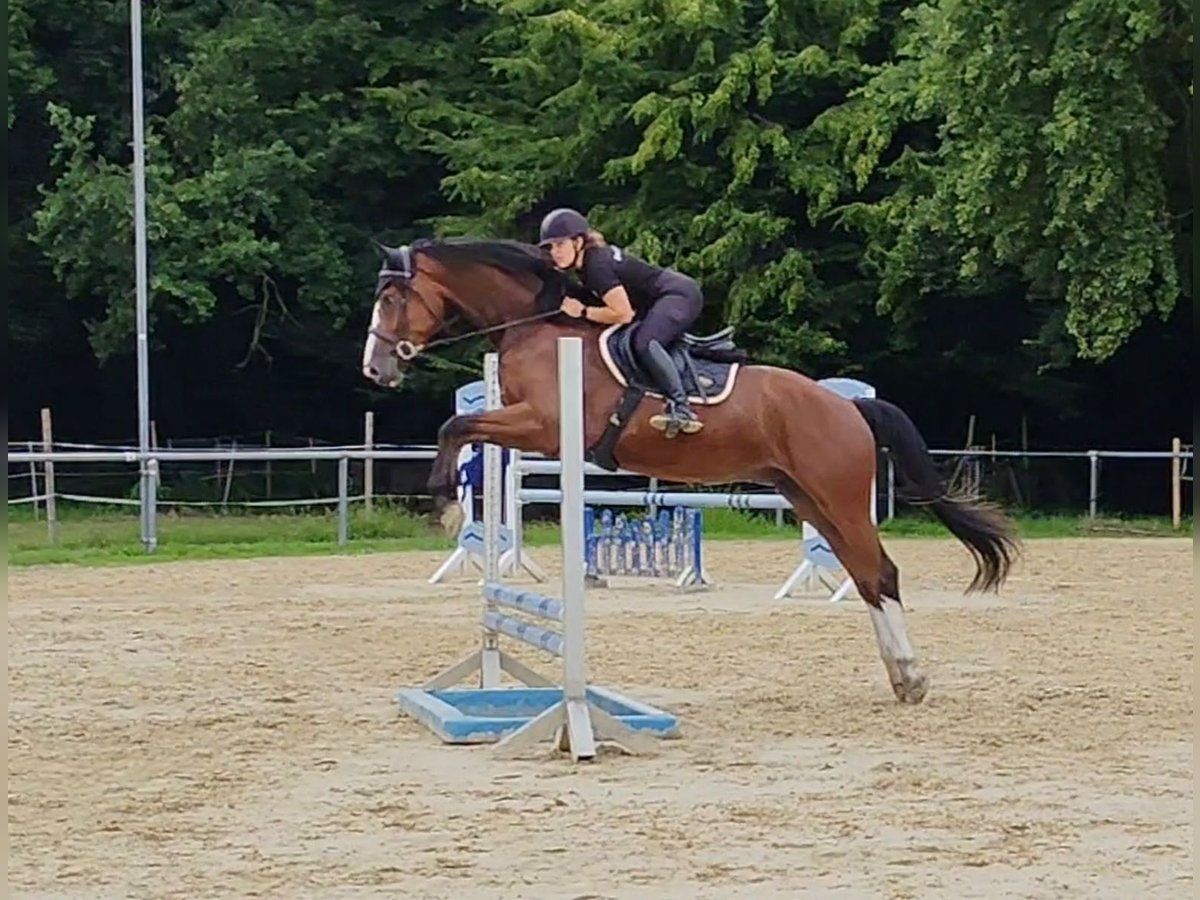 Westphalian Gelding 5 years 16,2 hh Brown in L&#xFC;nen