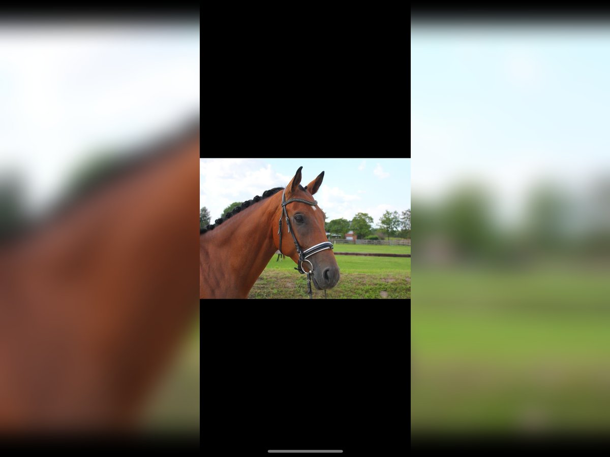 Westphalian Gelding 5 years 16,2 hh Brown in L&#xFC;nne