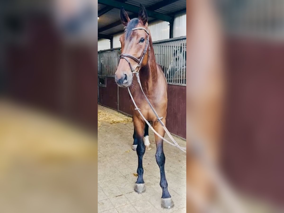 Westphalian Gelding 5 years 16,2 hh Brown in Lindlar