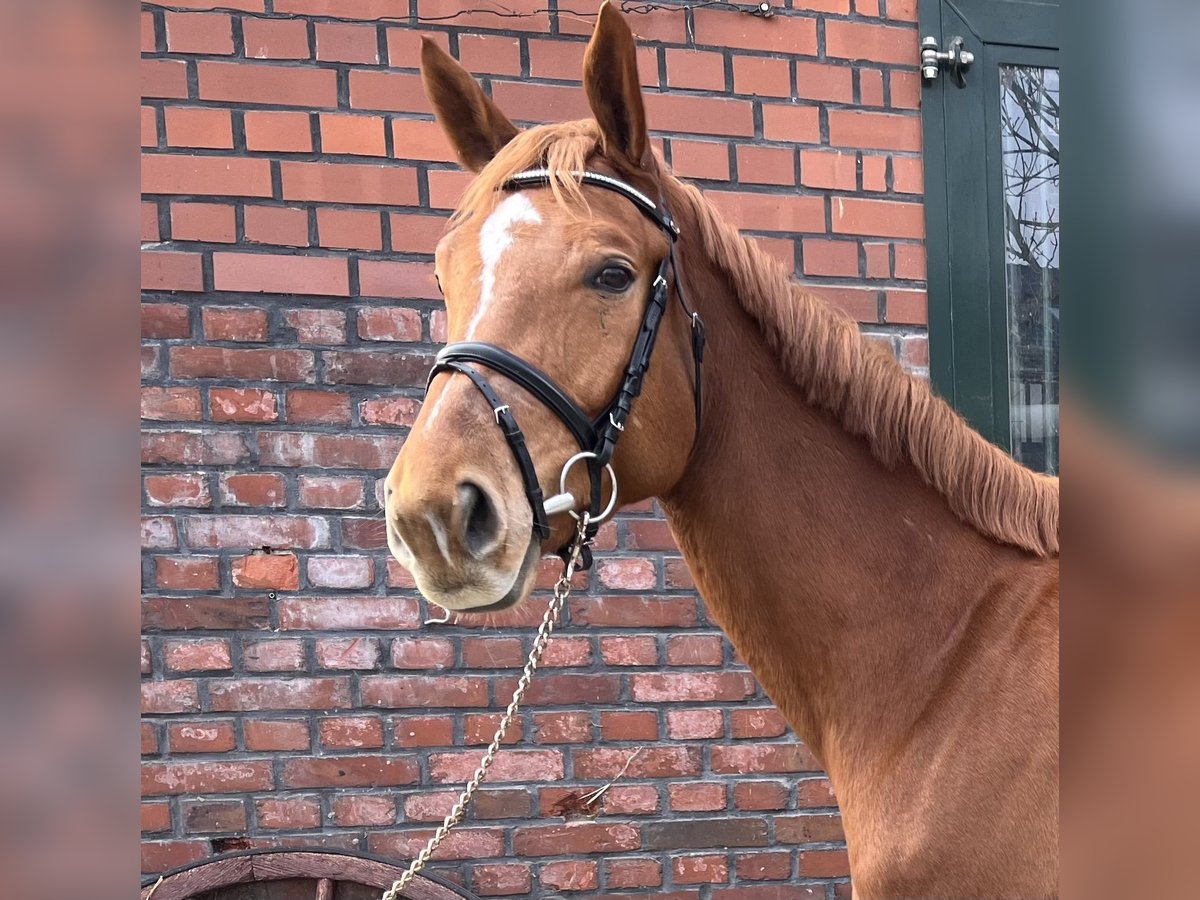 Westphalian Gelding 5 years 16,2 hh Chestnut-Red in Werl