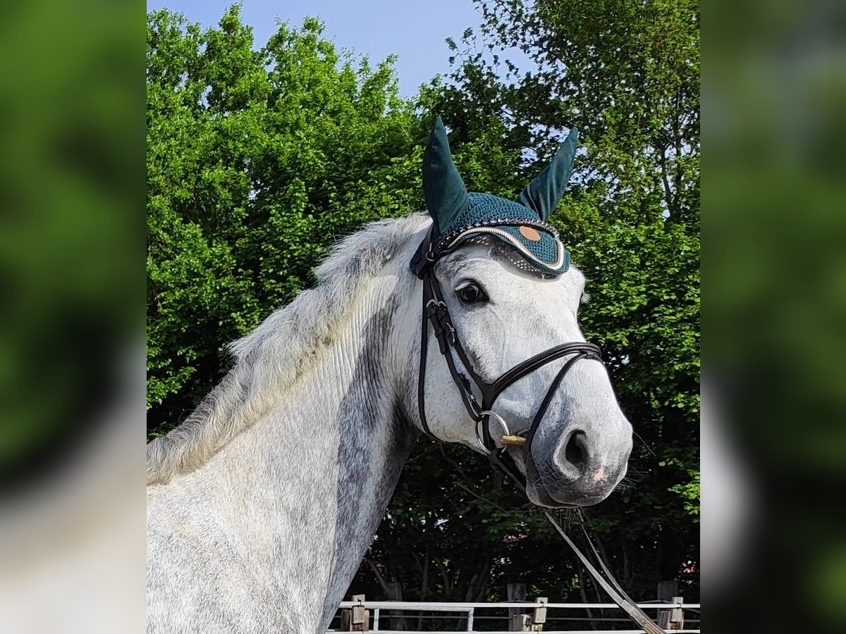 Westphalian Gelding 5 years 16,2 hh Gray-Dapple in Essen