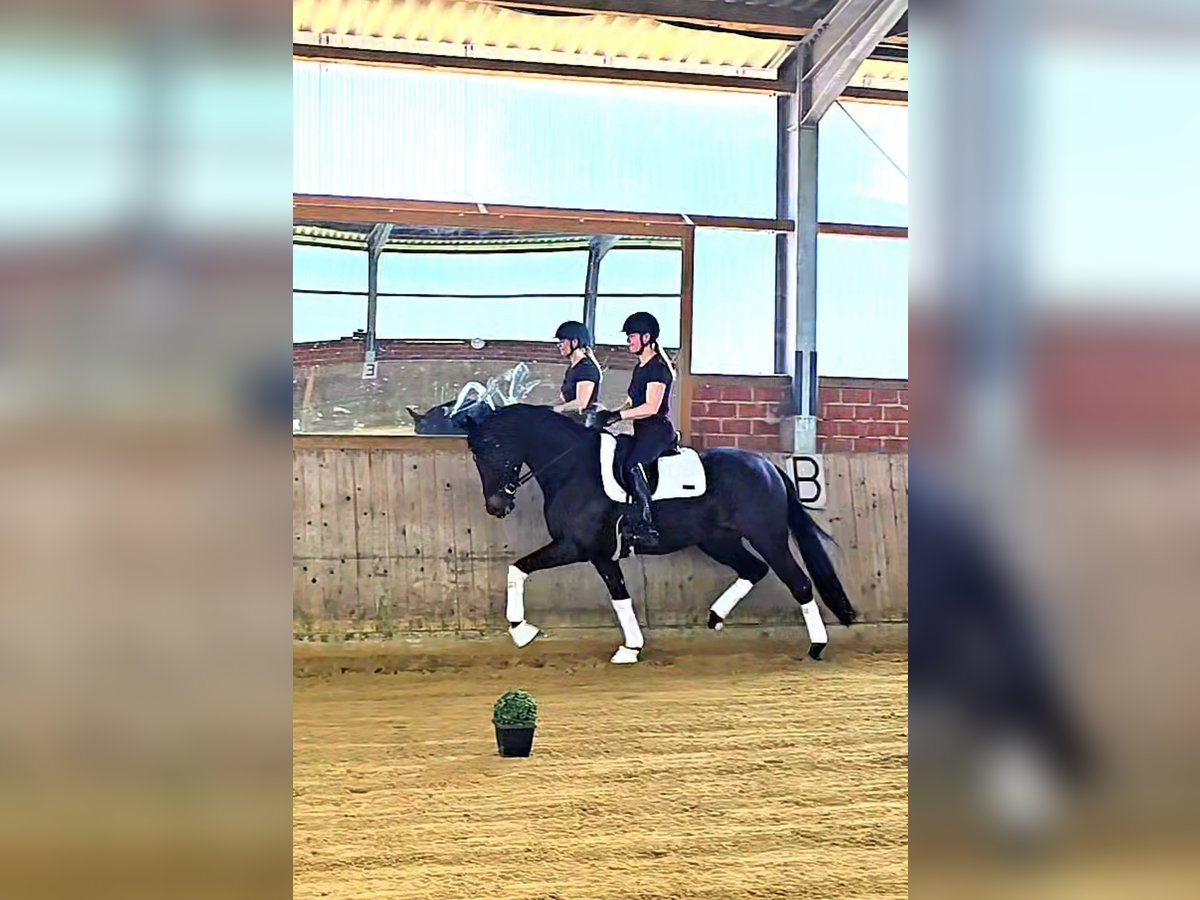 Westphalian Gelding 5 years 16,2 hh Smoky-Black in Warendorf