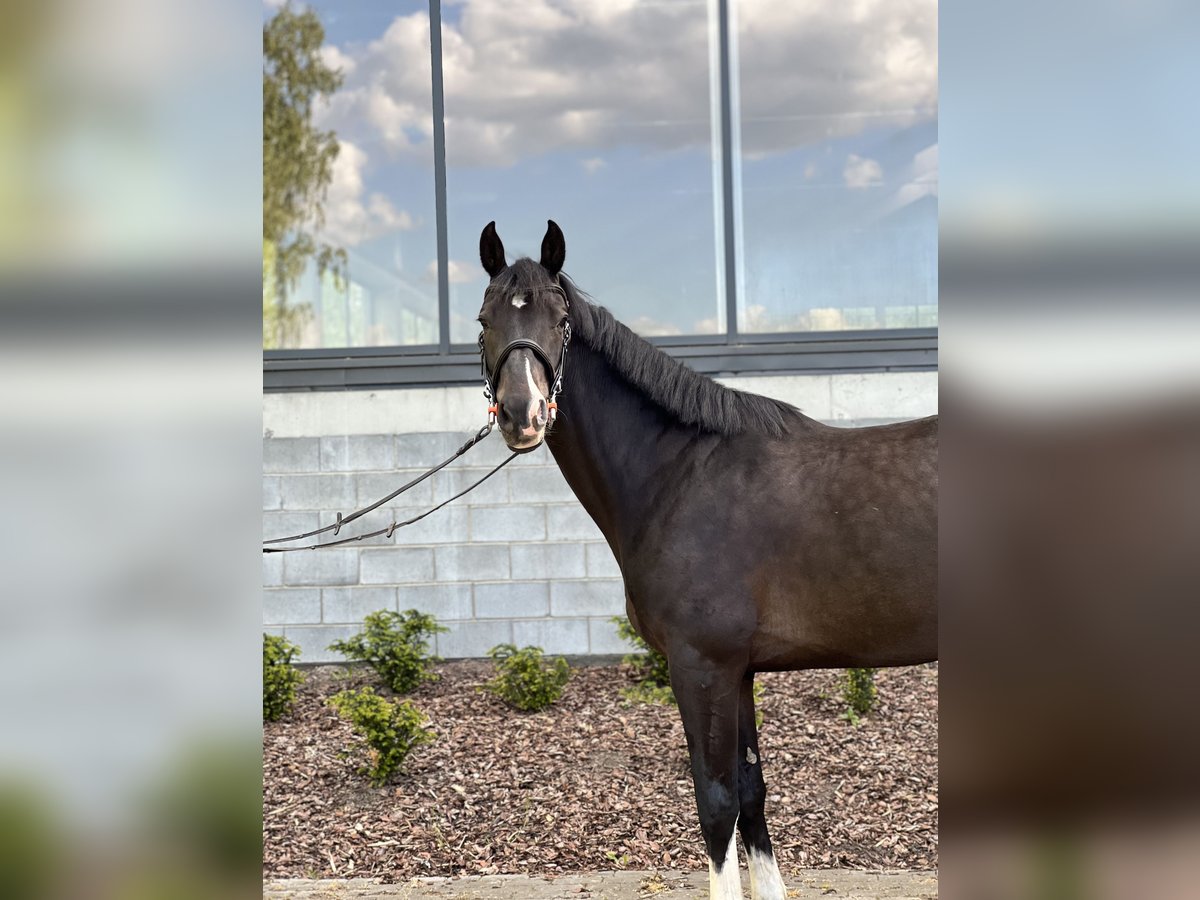 Westphalian Gelding 5 years 16,2 hh Smoky-Black in Warszawa