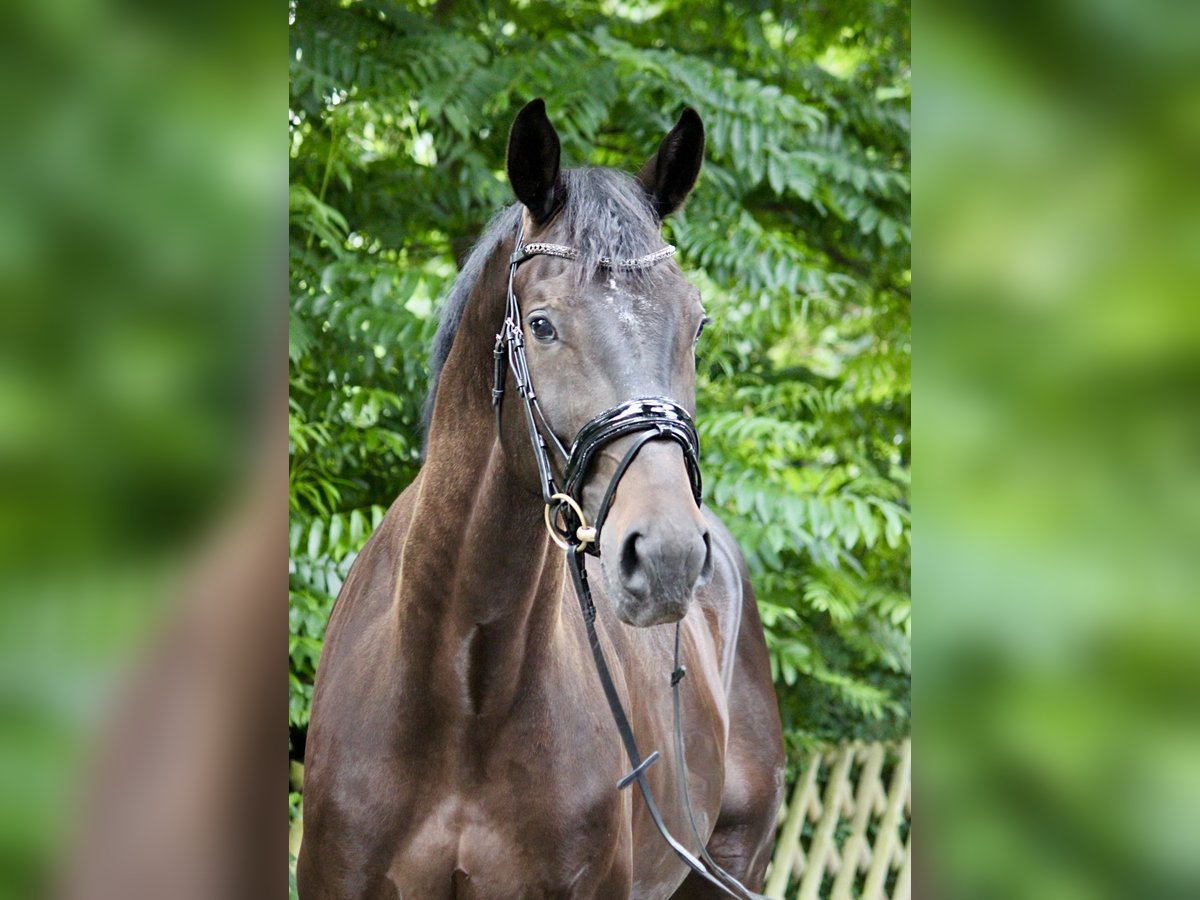 Westphalian Gelding 5 years 16,3 hh Smoky-Black in Gifhorn