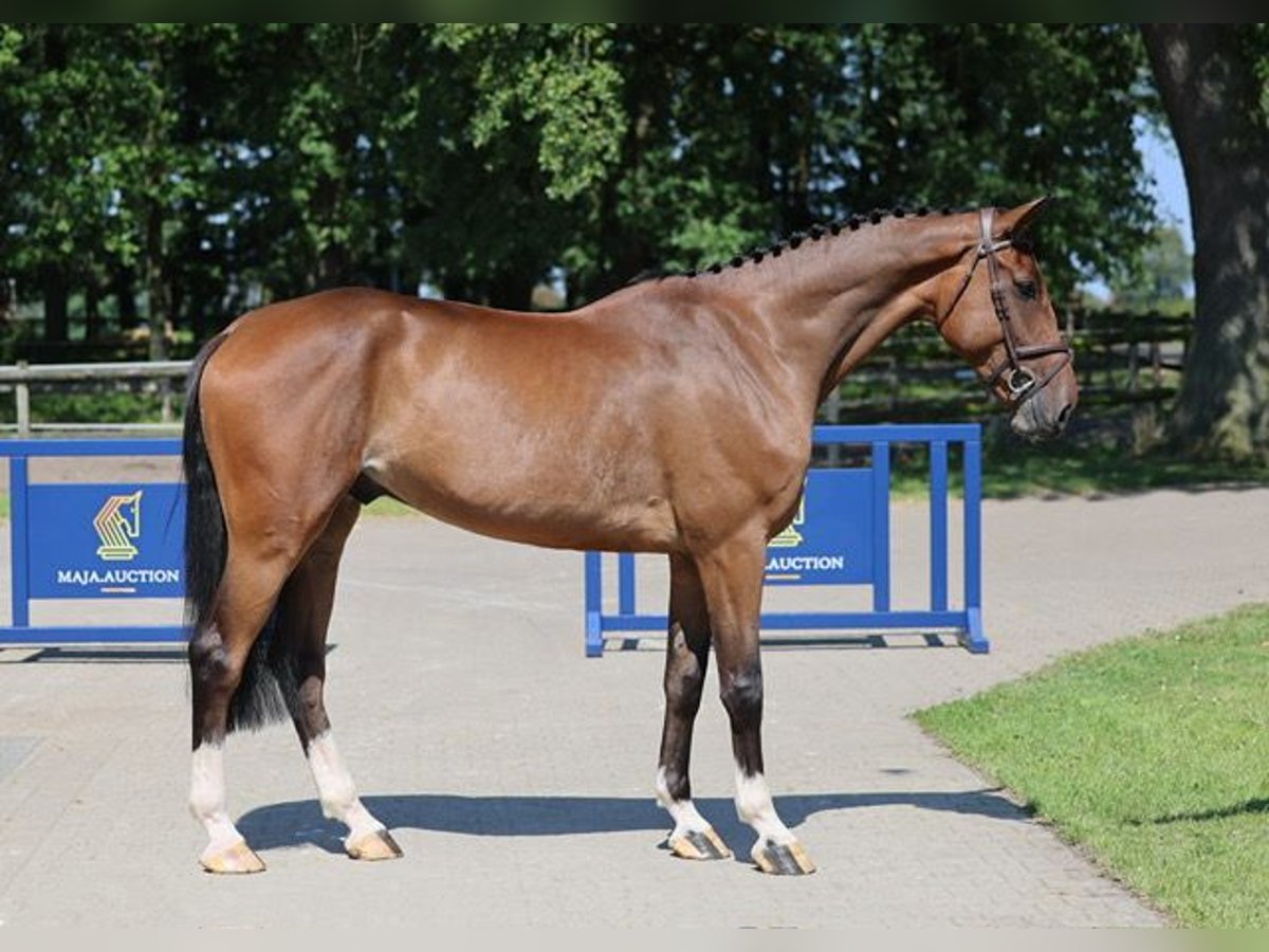 Westphalian Gelding 5 years 17,1 hh Brown in Diepholz