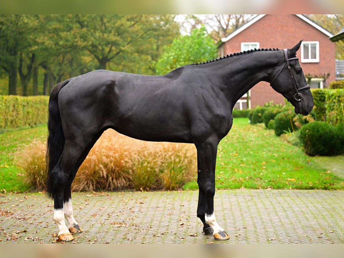 Westphalian Gelding 5 years 17,2 hh Black in Bladel