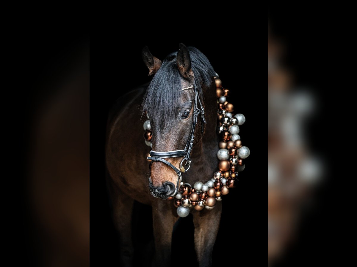 Westphalian Gelding 5 years 17 hh Bay-Dark in Rosendahl