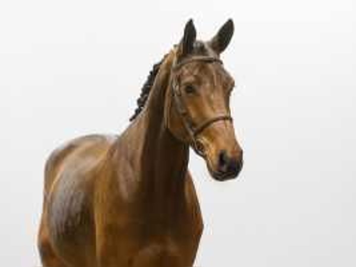 Westphalian Gelding 5 years 17 hh Brown in Waddinxveen