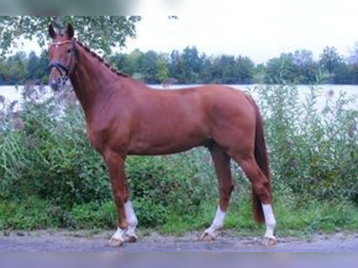 Westphalian Gelding 5 years 17 hh Chestnut-Red in Grafenrheinfeld