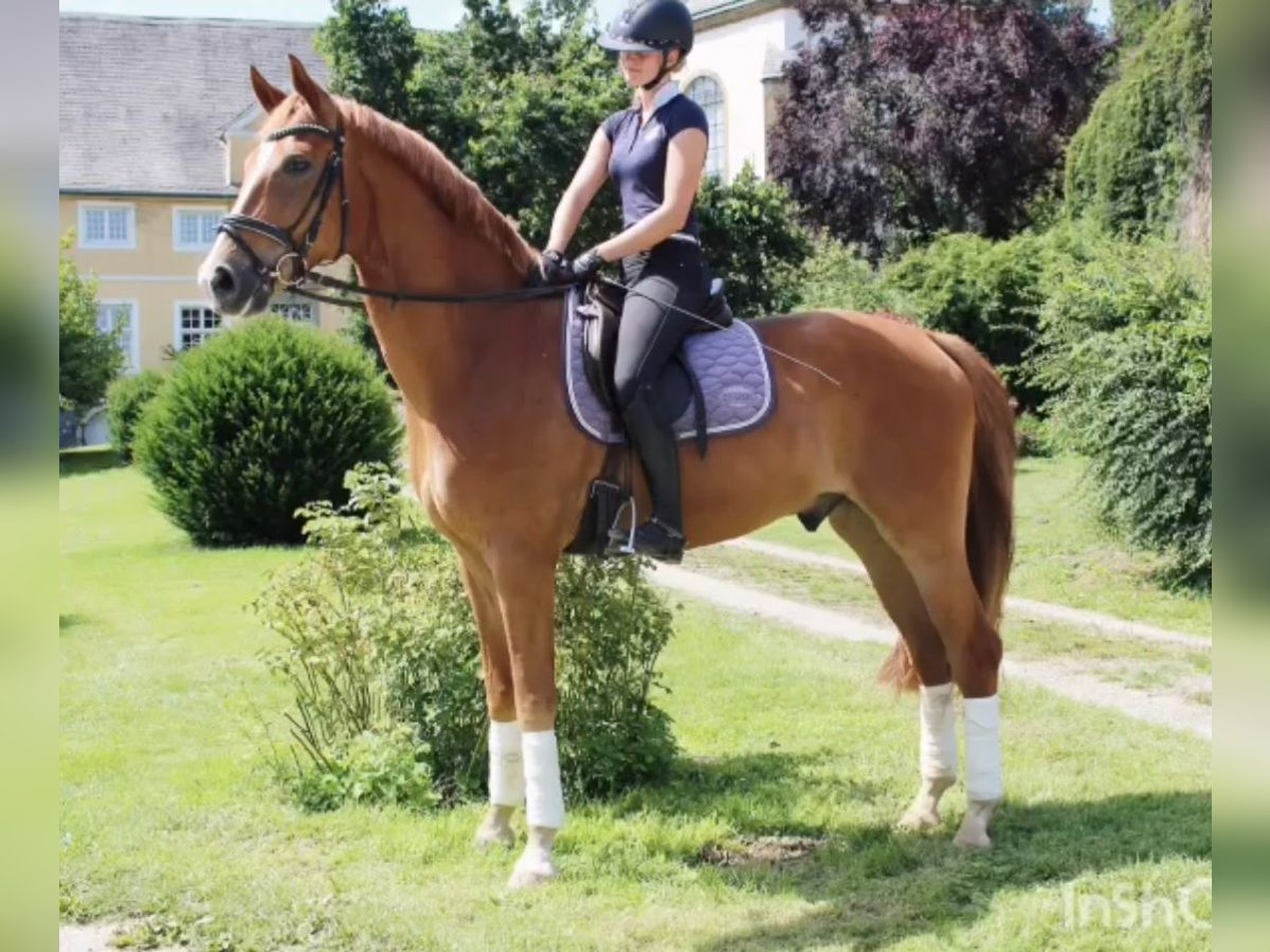 Westphalian Gelding 5 years 17 hh in B&#xFC;ren