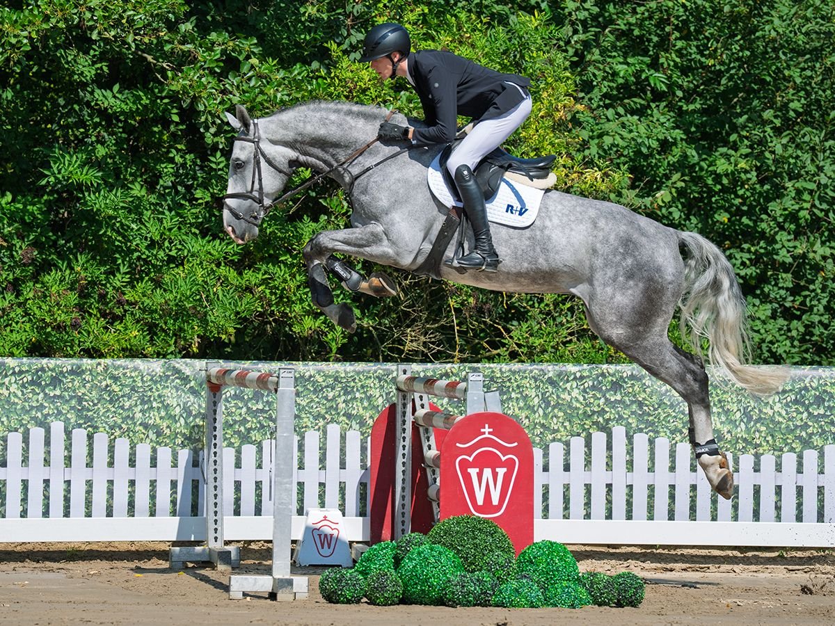 Westphalian Gelding 5 years 17 hh Grey in M&#xFC;nster