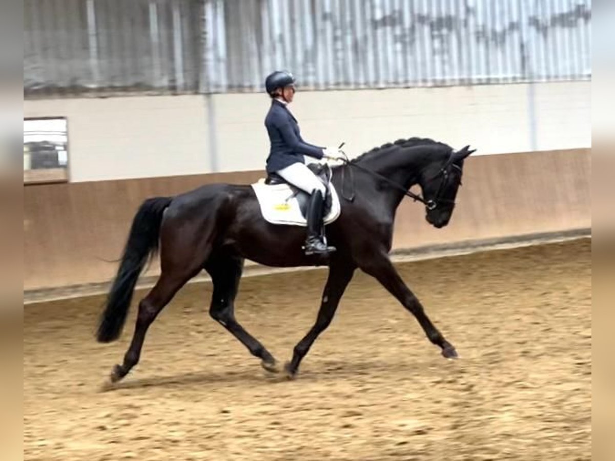 Westphalian Gelding 5 years 18 hh Black in Rosendahl-Osterwick