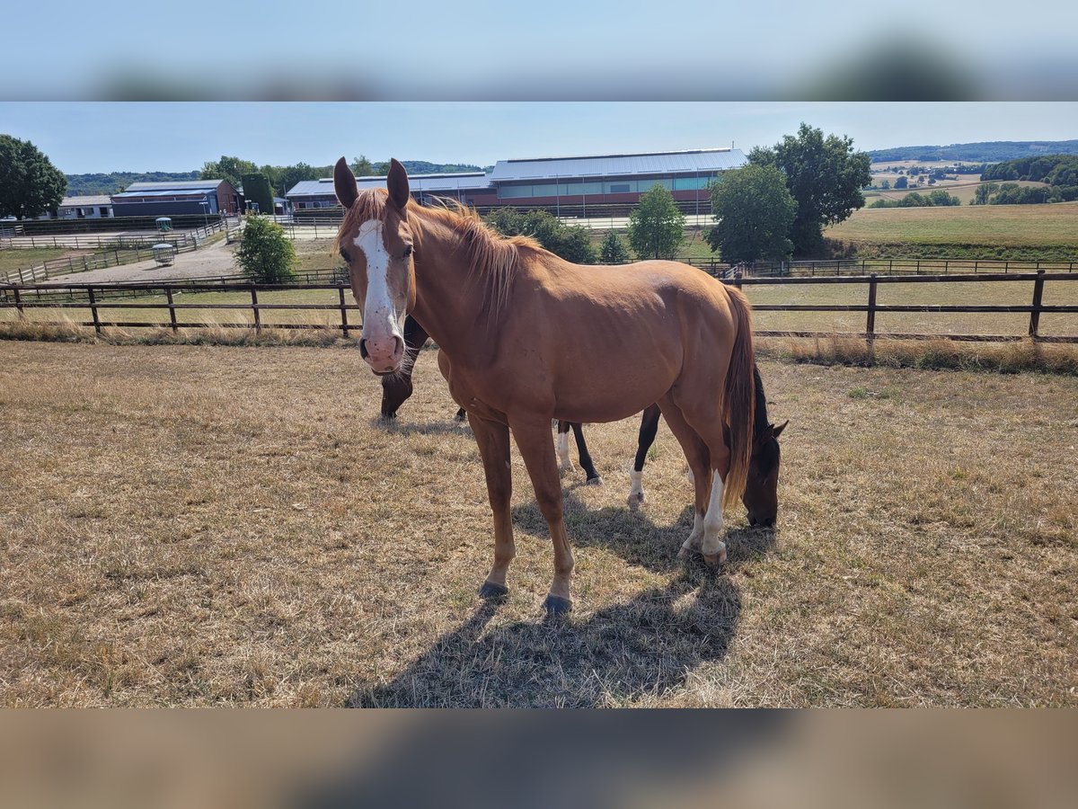 Westphalian Gelding 5 years Chestnut-Red in Waldbröl