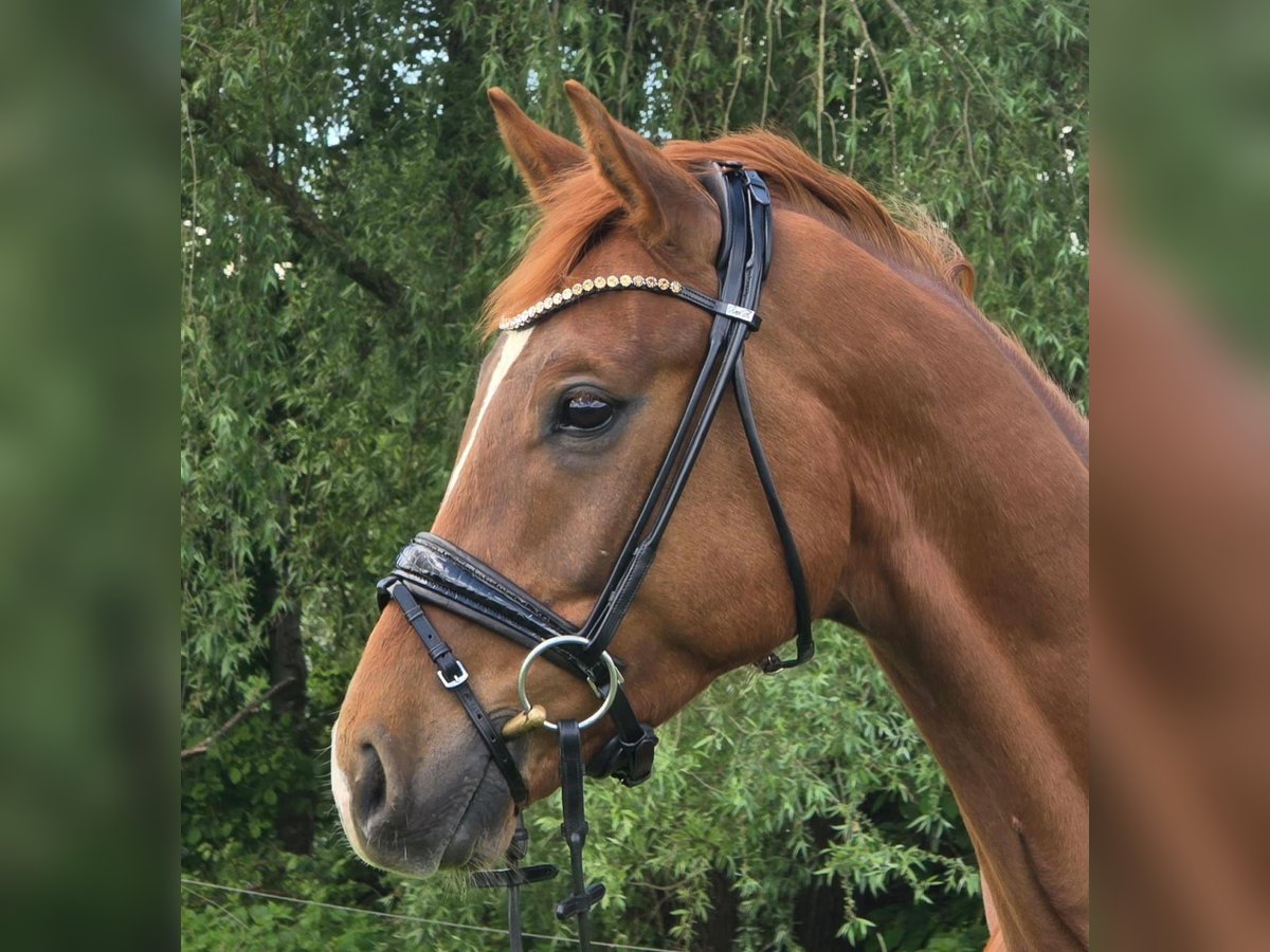 Westphalian Gelding 5 years Chestnut-Red in H&#xFC;ckeswagen