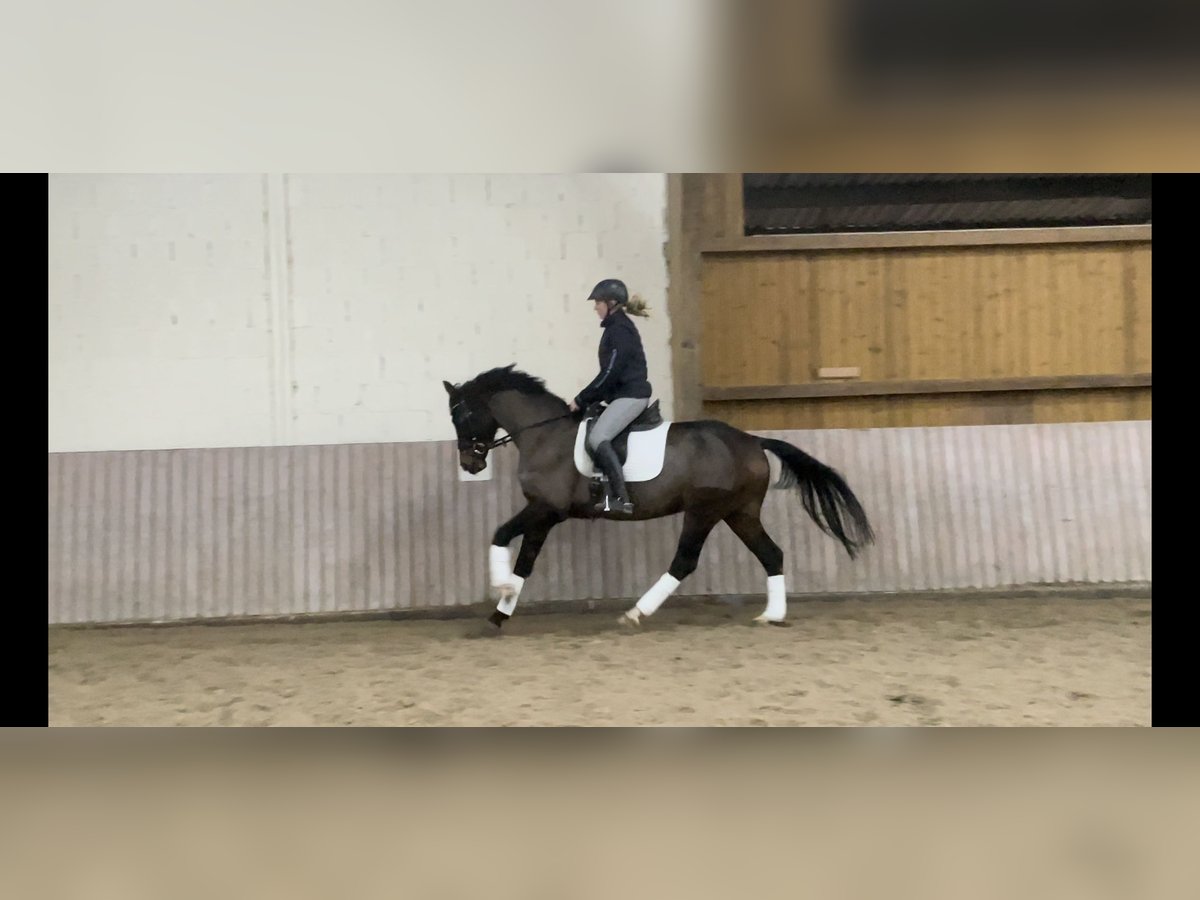 Westphalian Gelding 6 years 16,1 hh Bay-Dark in Schenklengsfeld