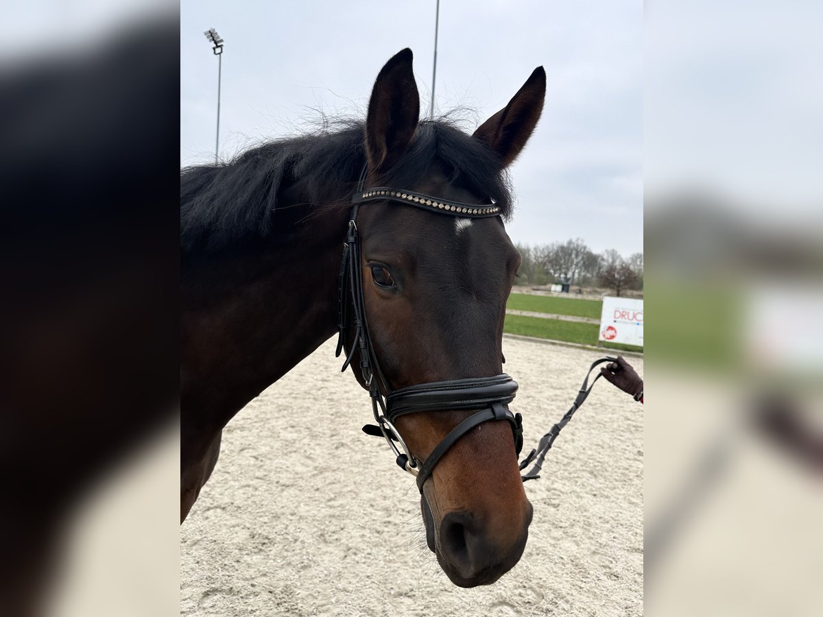 Westphalian Gelding 6 years 16,1 hh Bay-Dark in Bocholt