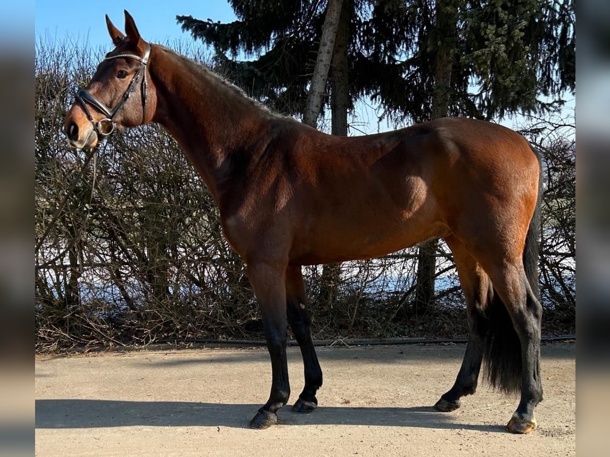 Westphalian Gelding 6 years 16,2 hh Bay-Dark in Mengen