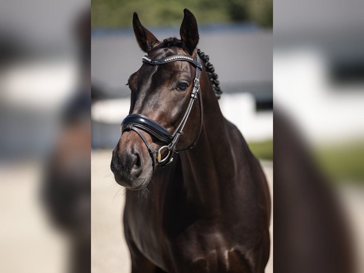 Westphalian Gelding 6 years 16,2 hh Bay-Dark in Mol