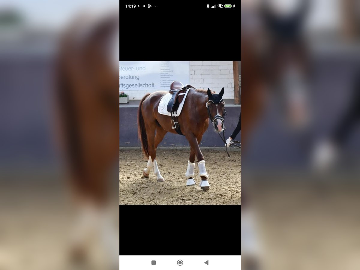 Westphalian Gelding 6 years 16,2 hh Chestnut in Essen