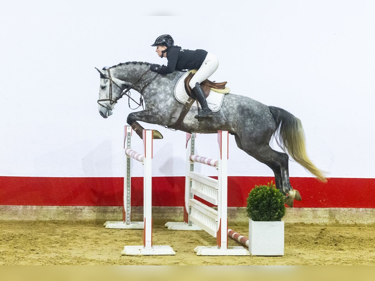 Westphalian Gelding 6 years 16,2 hh Gray in Waddinxveen