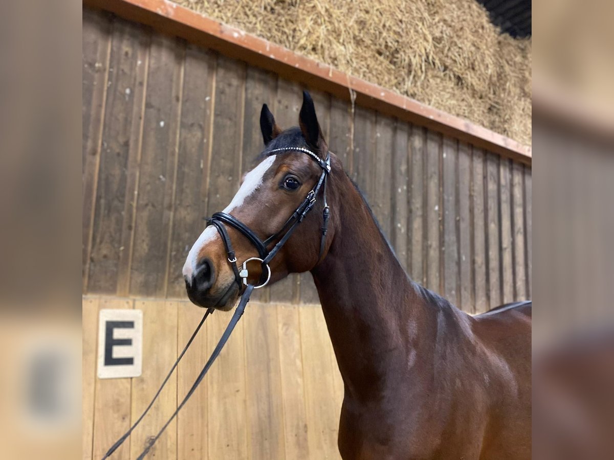 Westphalian Gelding 6 years 16,3 hh Brown in Schmallenberg