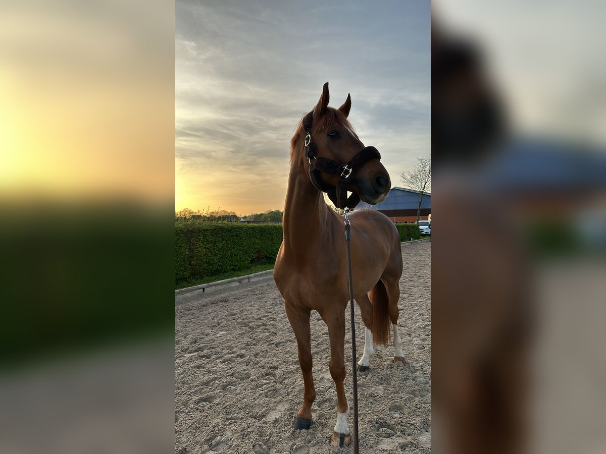 Westphalian Gelding 6 years 16,3 hh Chestnut-Red in Korschenbroich