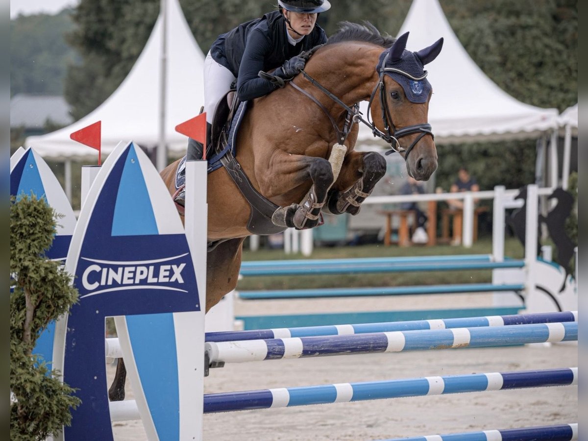 Westphalian Gelding 6 years 16 hh Brown in Freudenberg