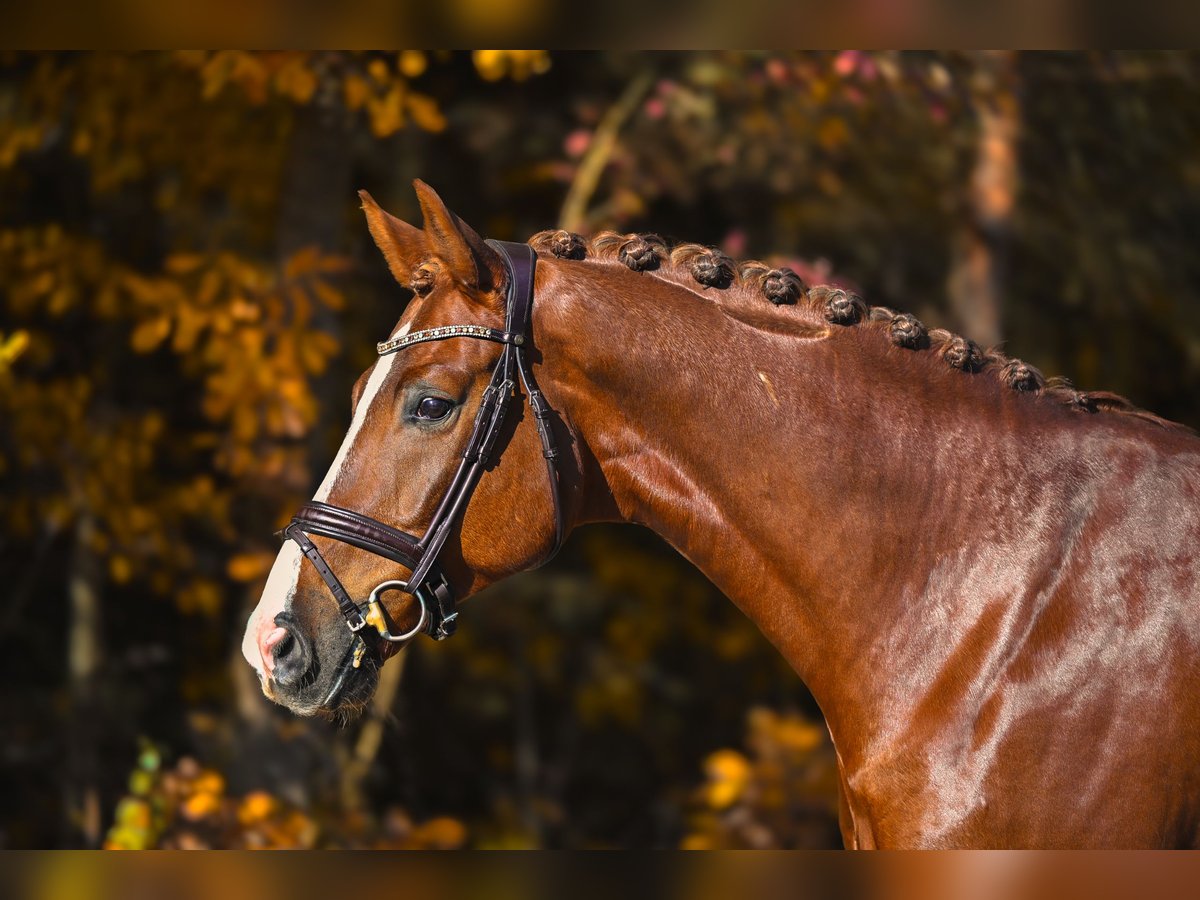 Westphalian Gelding 6 years 16,1 hh Chestnut in P&#x159;el&#xED;c