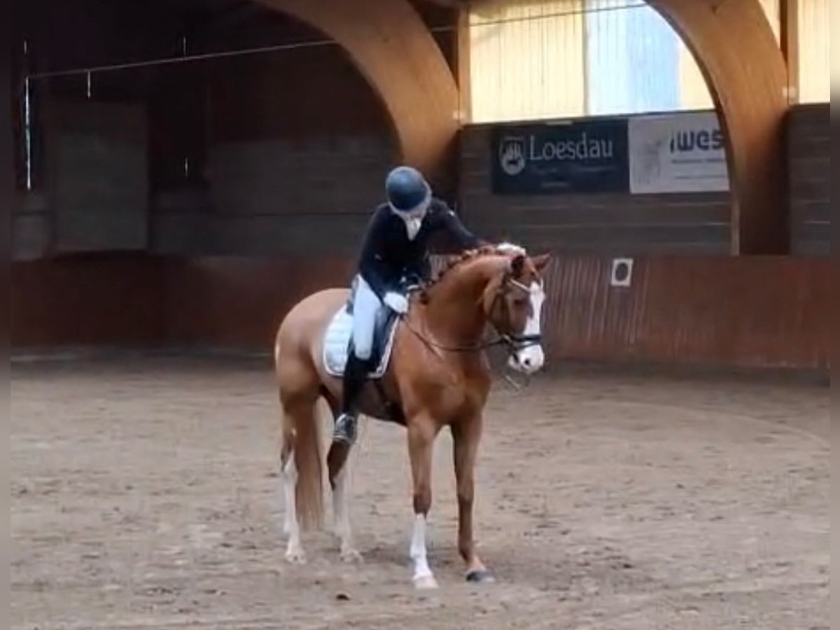 Westphalian Gelding 6 years 16,1 hh Chestnut-Red in Frankfurt am Main