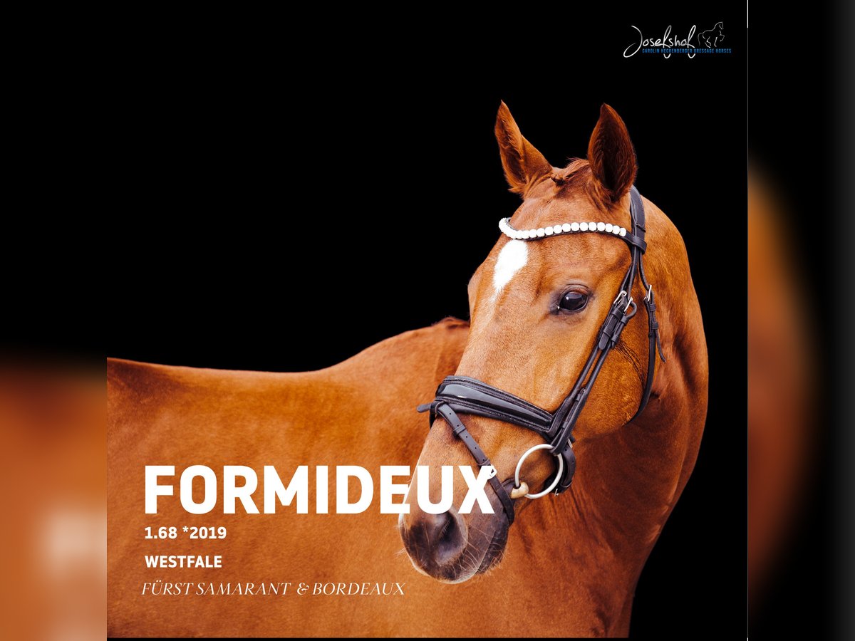 Westphalian Gelding 6 years 16,1 hh Chestnut-Red in Oberstadion