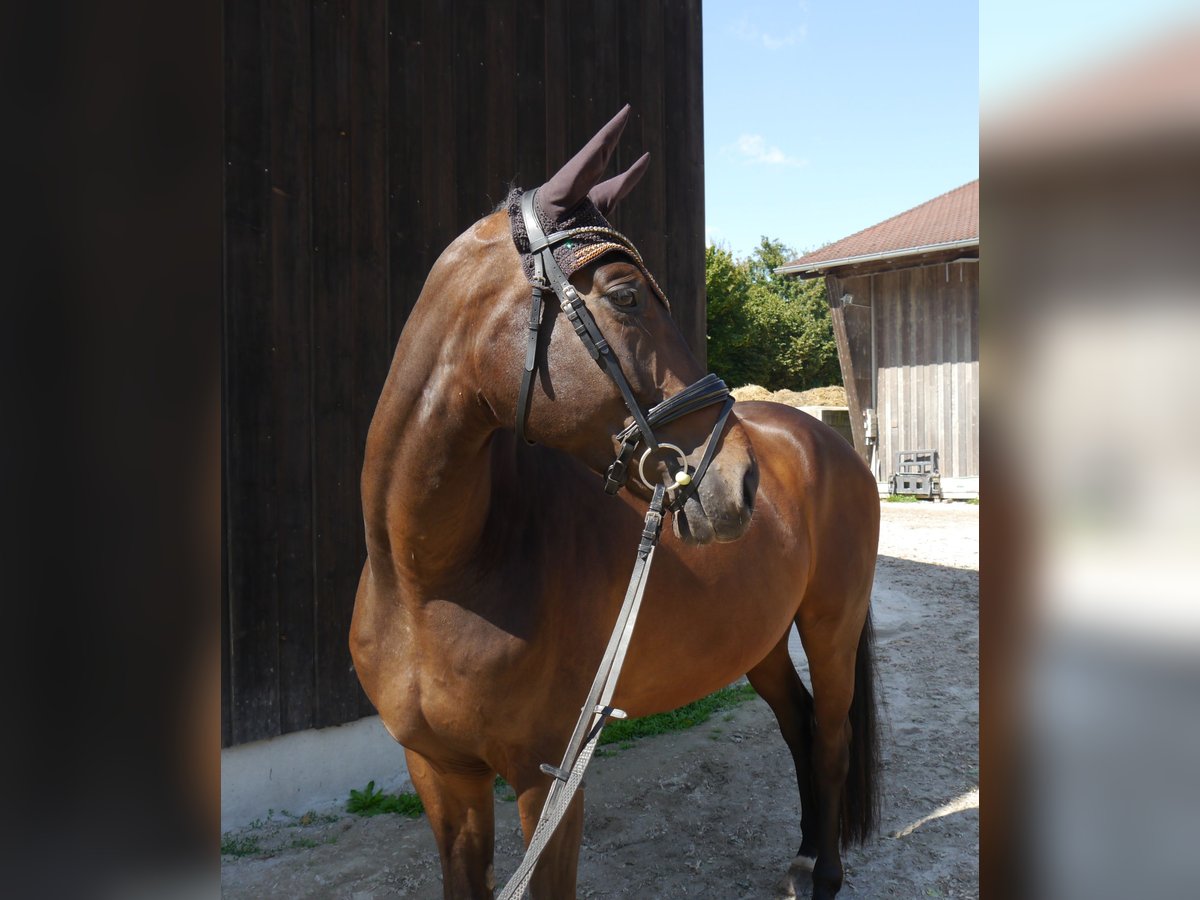 Westphalian Gelding 6 years 16,2 hh Bay-Dark in Dachau